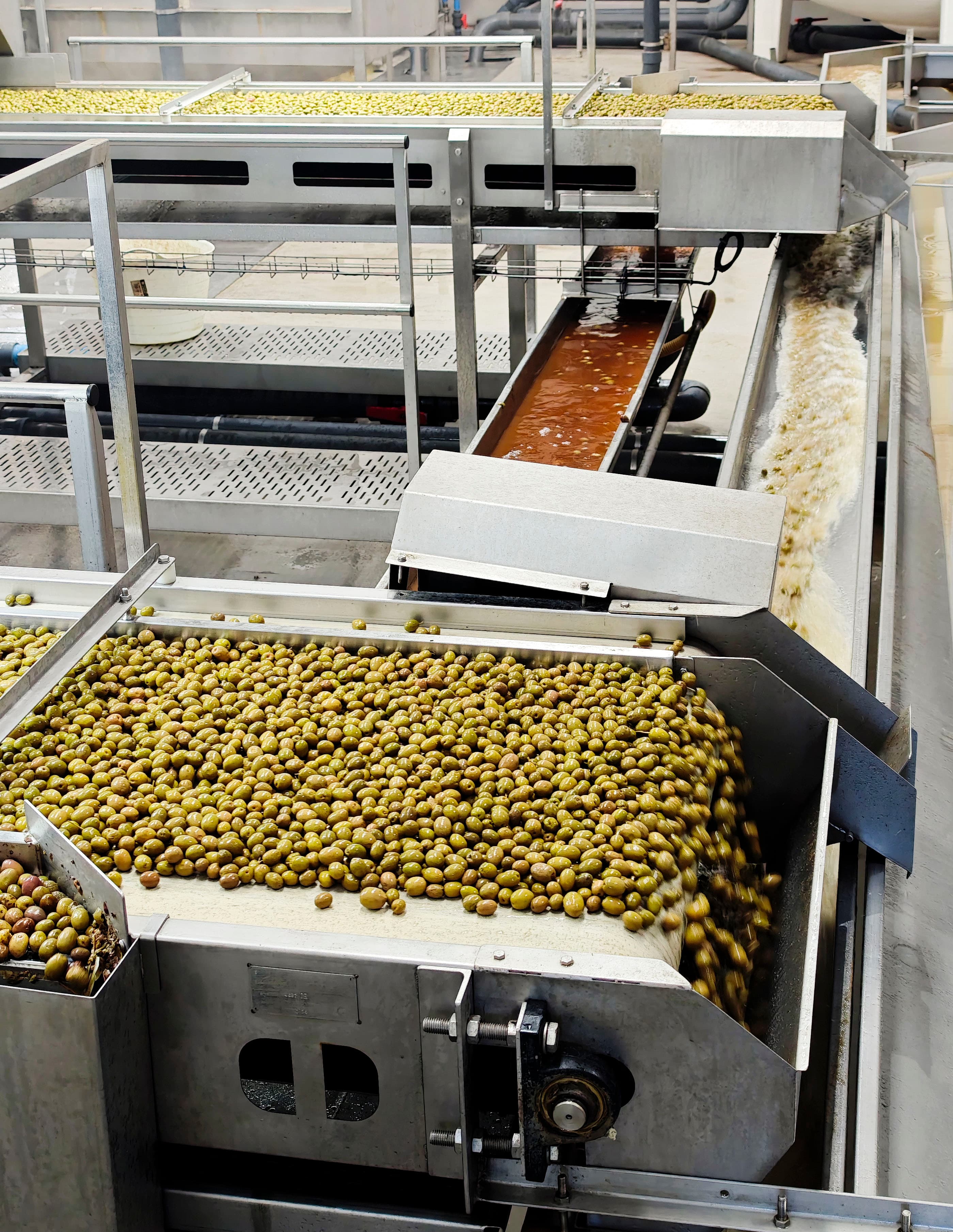 Aceituna en rama
