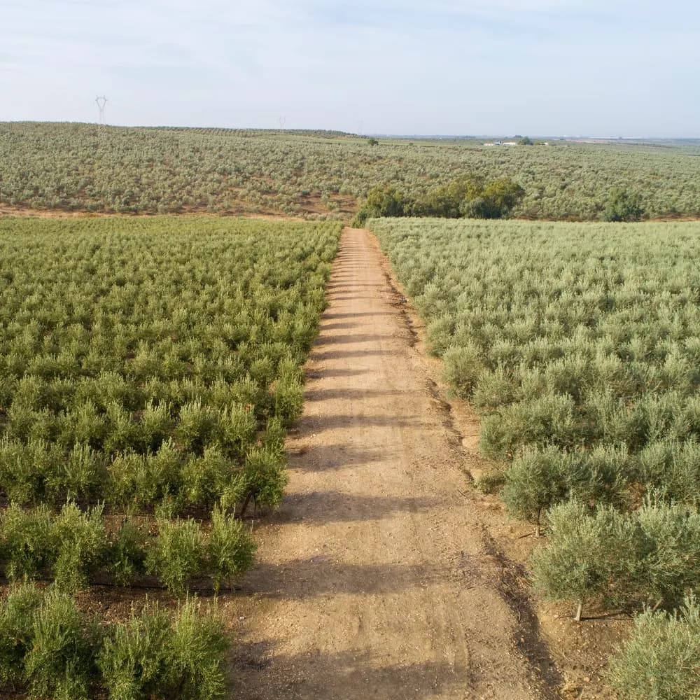 Olivar al amanecer
