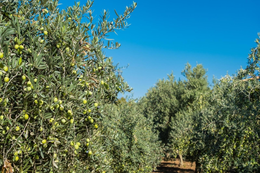 aceite de oliva ecológico